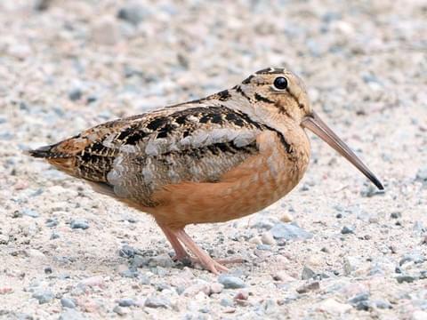 American Woodcock Identification, All About Birds, Cornell Lab of ...